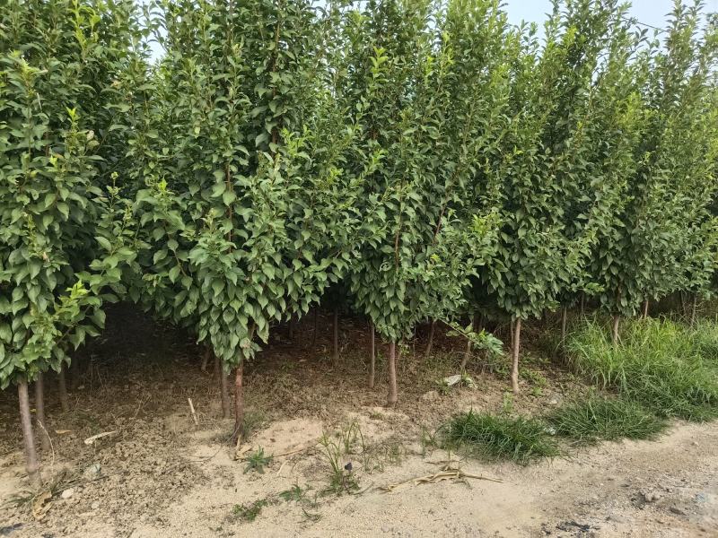 西梅李子苗，法兰西李子苗，3000亩李子苗专业种植基地