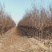 西梅李子苗，法兰西李子苗，3000亩李子苗专业种植基地