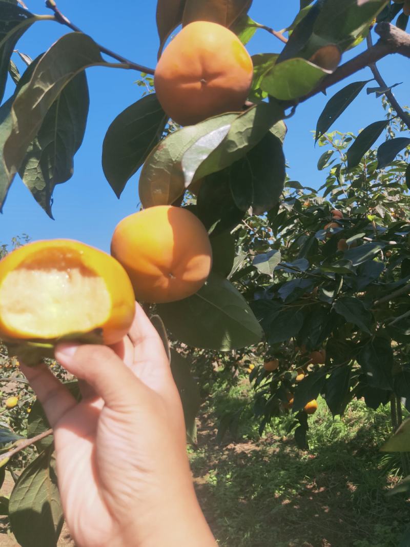 洋丰脆柿子