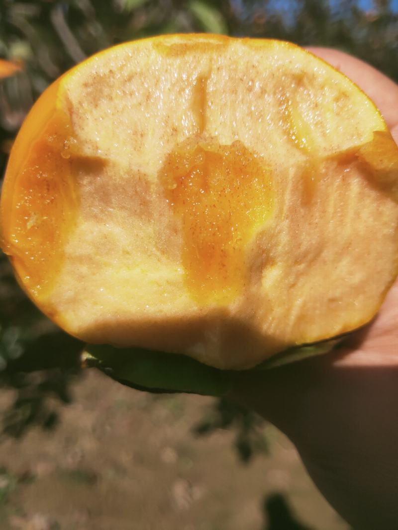 洋丰脆柿子