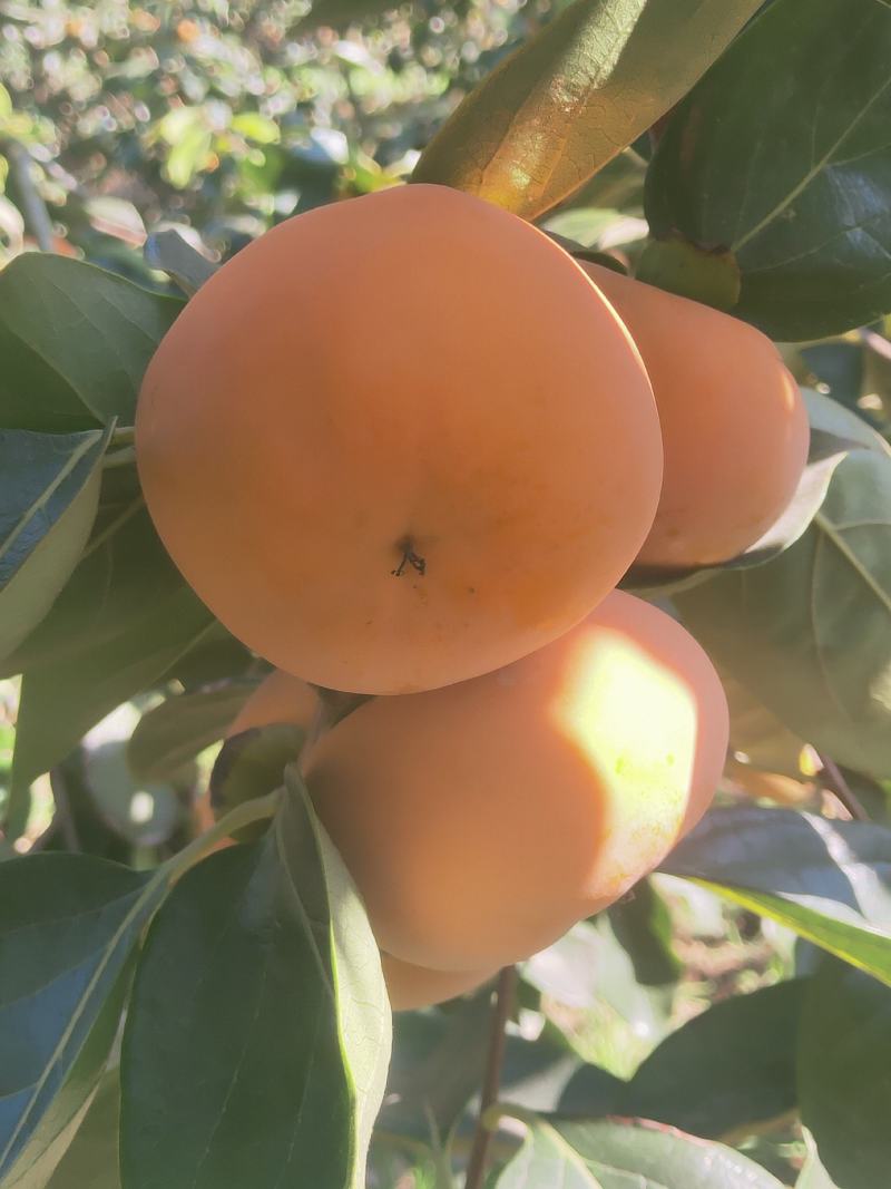洋丰脆柿子