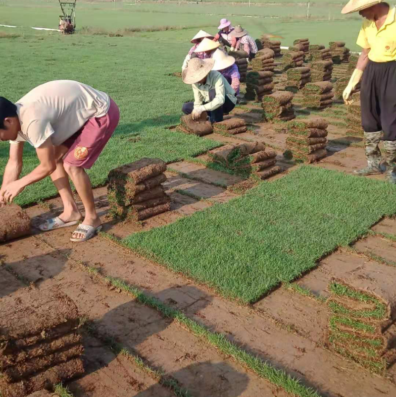 马尼拉草坪、台湾青、台湾草、兰引三号、夏威夷草