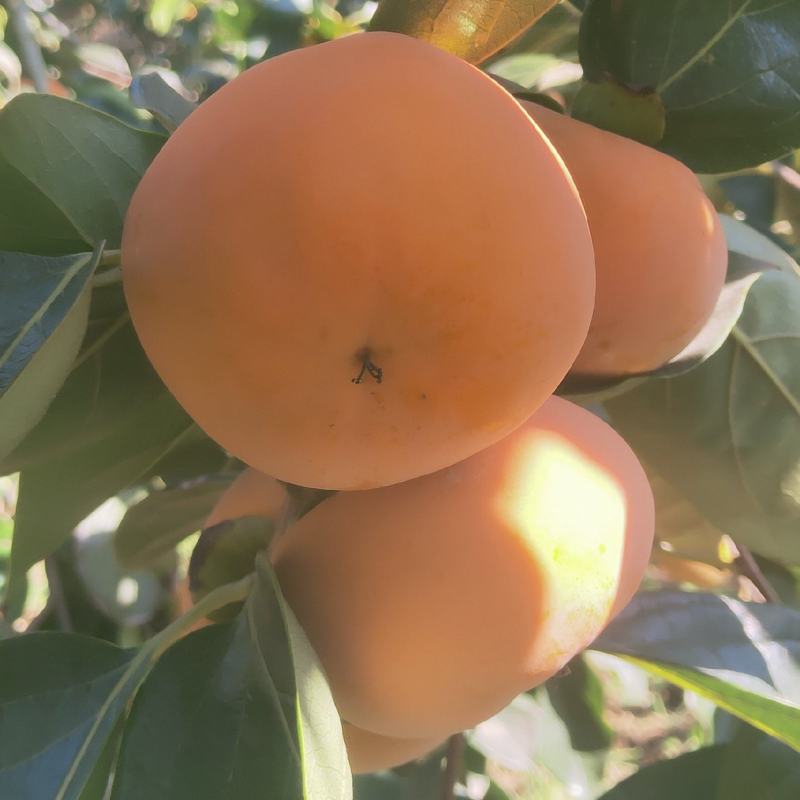 洋丰脆柿子
