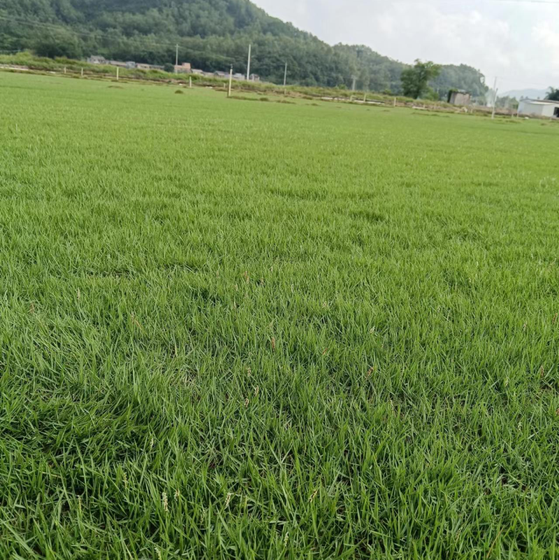 百慕大草、台湾草卷、兰引三号草卷、夏威夷草卷、