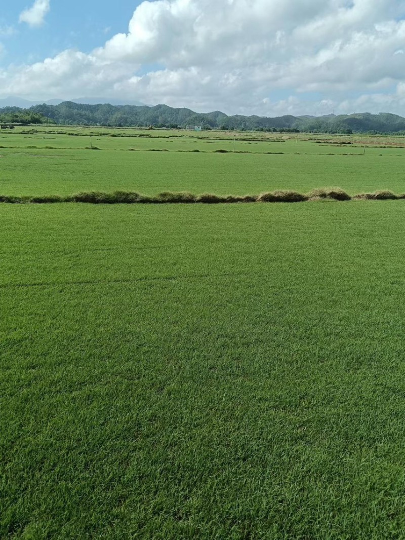 百慕大草、台湾草卷、兰引三号草卷、夏威夷草卷、