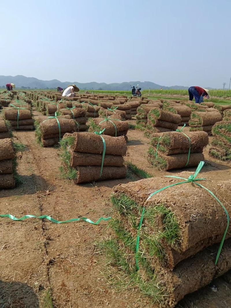 百慕大草、台湾草卷、兰引三号草卷、夏威夷草卷、