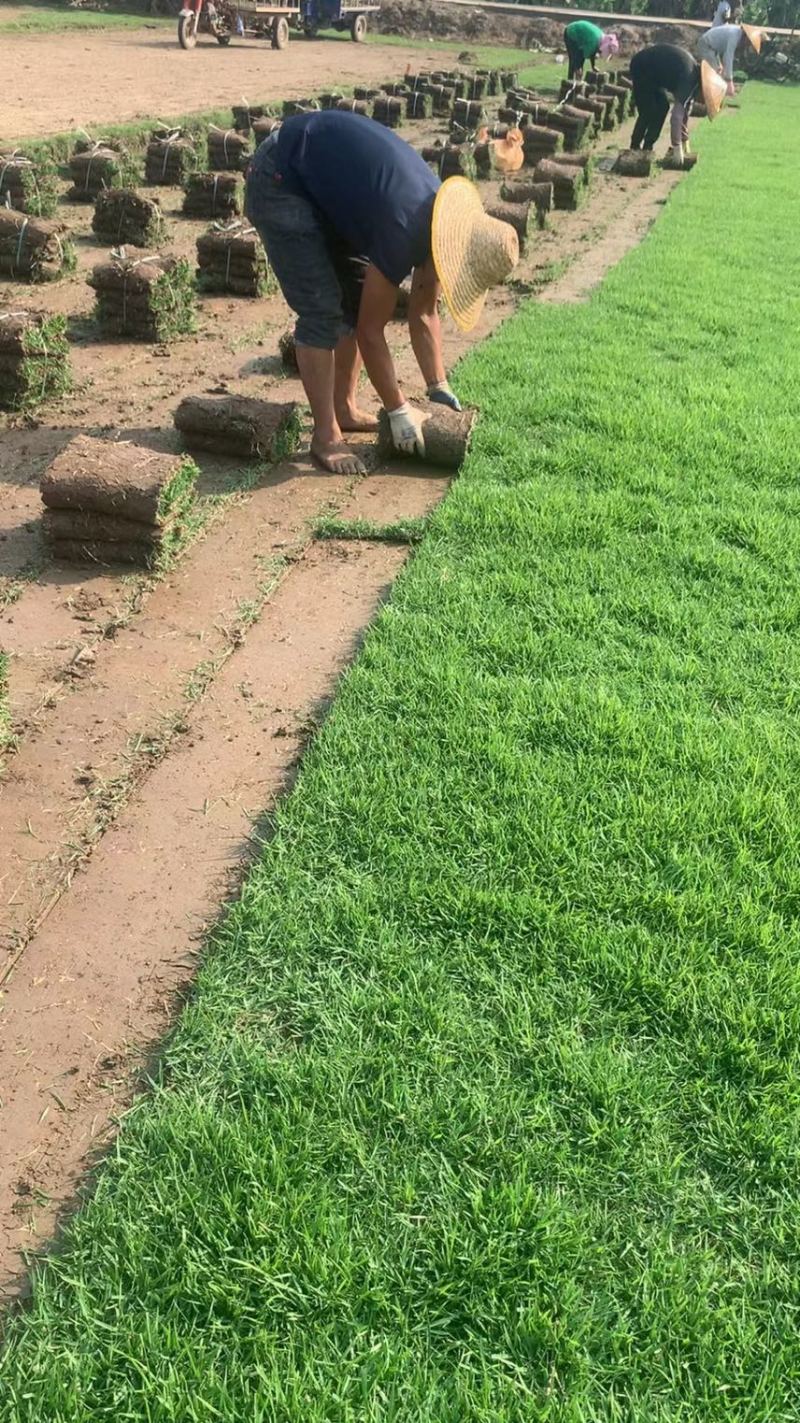 百慕大草、台湾草卷、兰引三号草卷、夏威夷草卷、