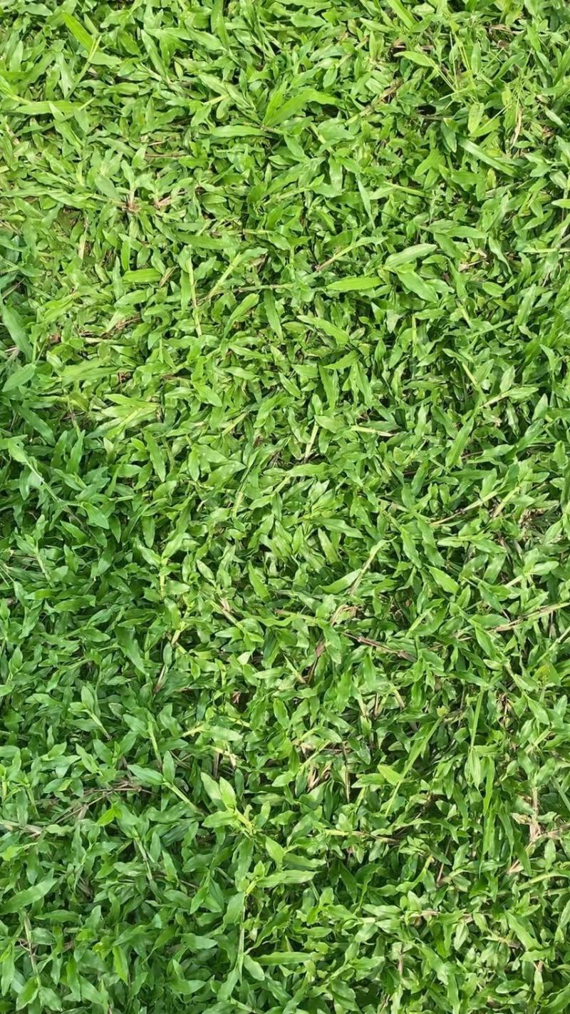 百慕大草、台湾草卷、兰引三号草卷、夏威夷草卷、