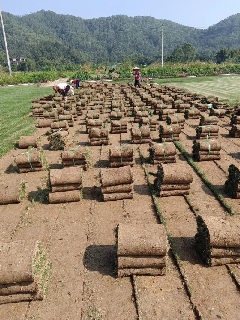 百慕大草、台湾草卷、兰引三号草卷、夏威夷草卷、