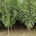 法兰西西梅李子苗，3000亩李子苗专业种植基地，保质保量