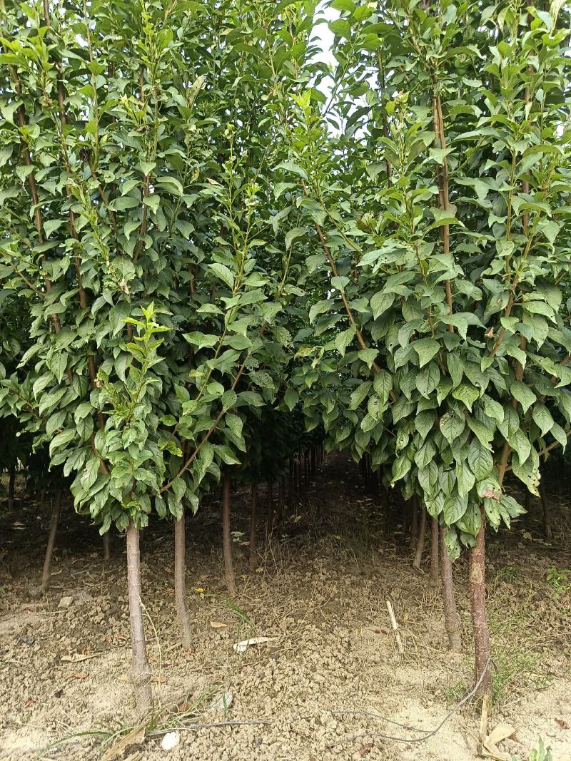 法兰西西梅李子苗，3000亩李子苗专业种植基地，保质保量