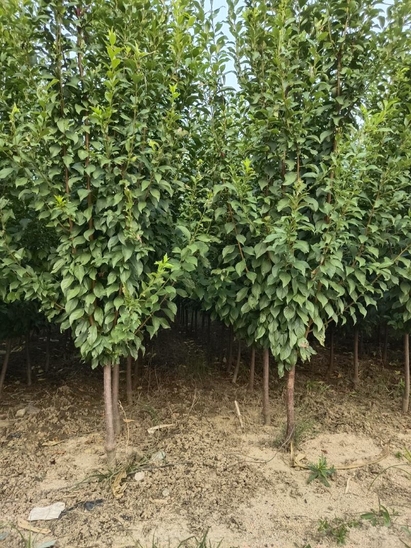 法兰西西梅李子苗，3000亩李子苗专业种植基地，保质保量