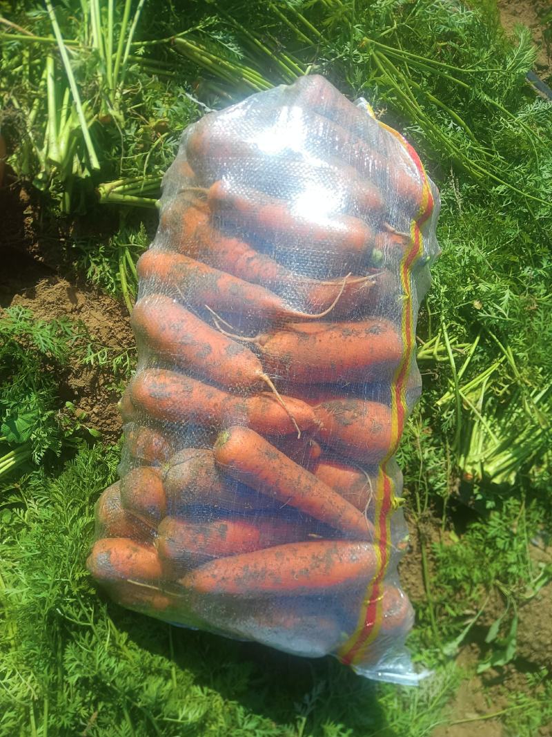 精品红皮胡萝卜，大小匀称，专人挑拣，冷库货