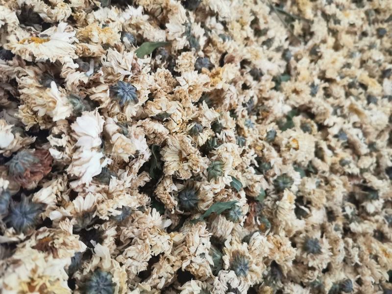 菊花药用菊花优质中药材无硫干货精品菊花批发实物