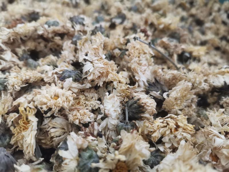 菊花药用菊花优质中药材无硫干货精品菊花批发实物