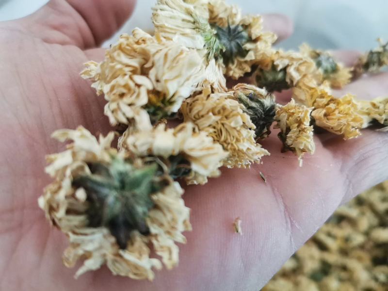 菊花药用菊花优质中药材无硫干货精品菊花批发实物