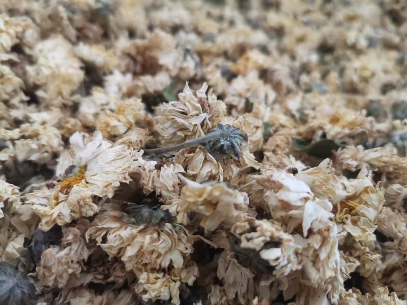 菊花药用菊花优质中药材无硫干货精品菊花批发实物