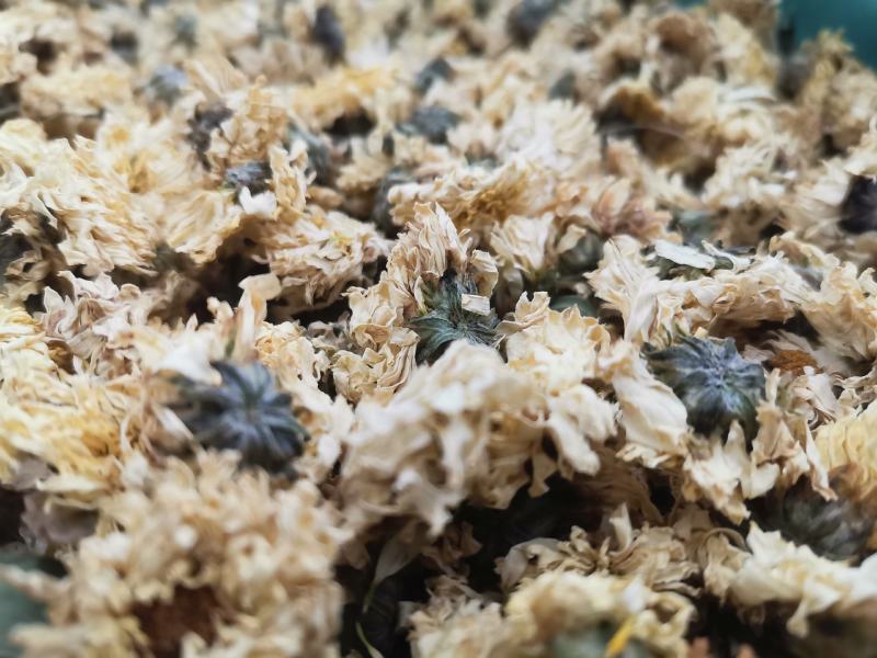 菊花药用菊花优质中药材无硫干货精品菊花批发实物