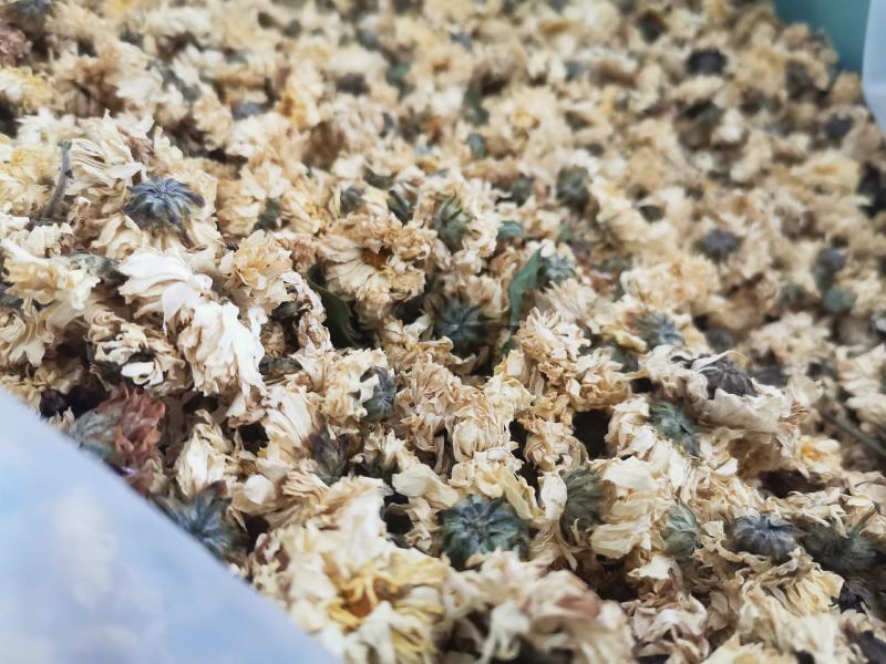 菊花药用菊花优质中药材无硫干货精品菊花批发实物