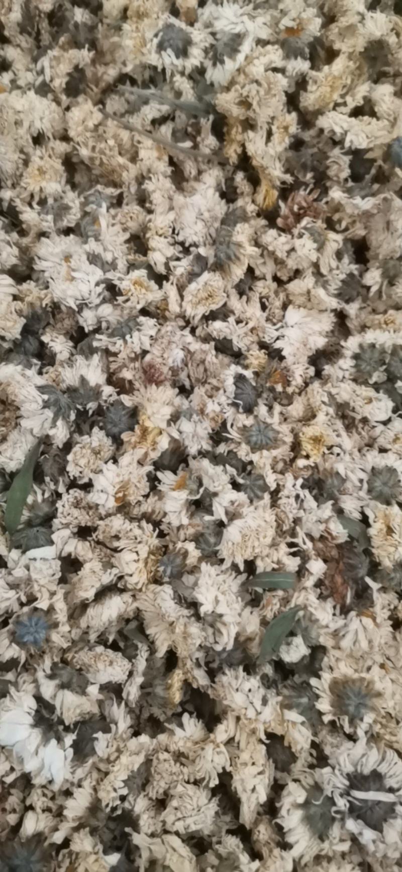 菊花药用菊花优质中药材无硫干货精品菊花批发实物