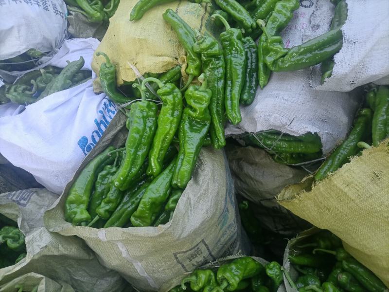 精品，310辣椒，青椒，大量供应，欢迎来电下单