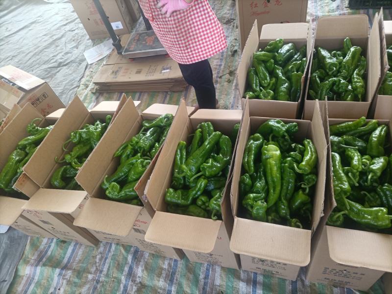精品，310辣椒，青椒，大量供应，欢迎来电下单
