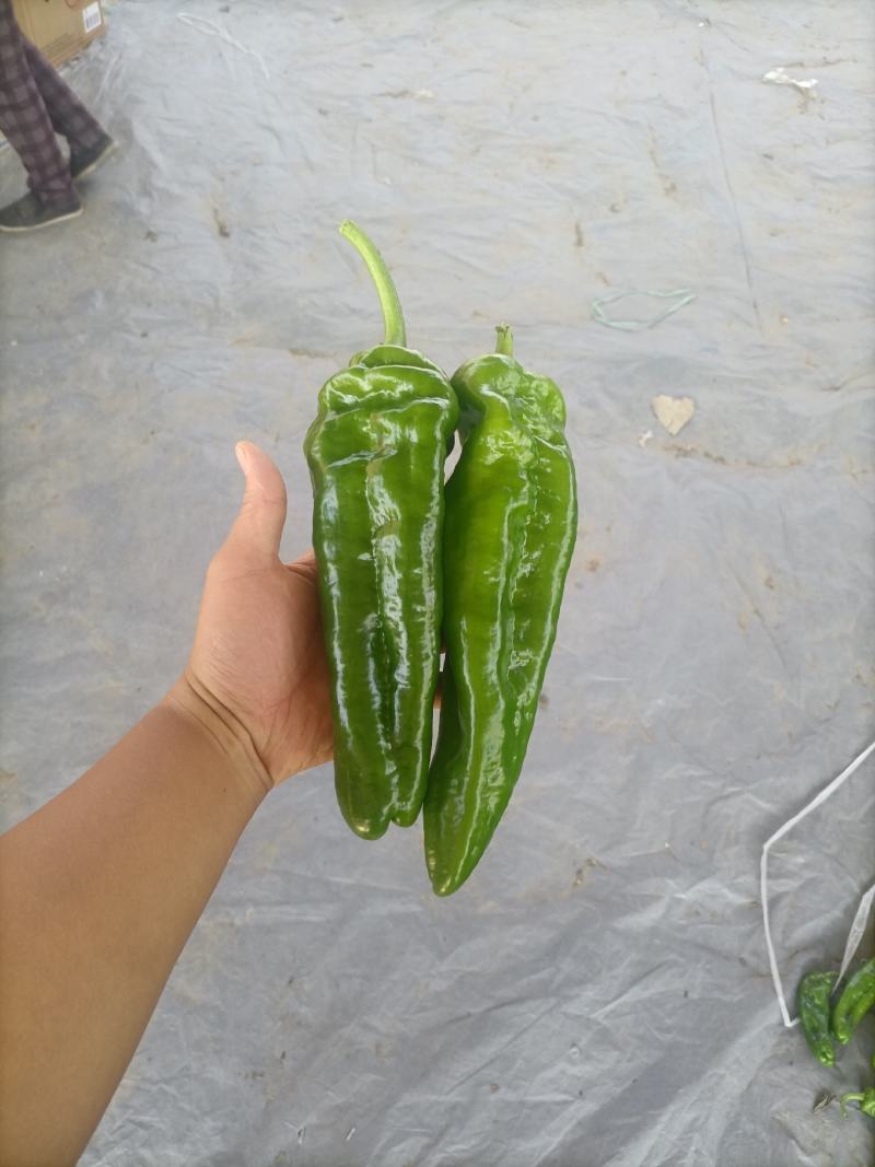 精品，310辣椒，青椒，大量供应，欢迎来电下单