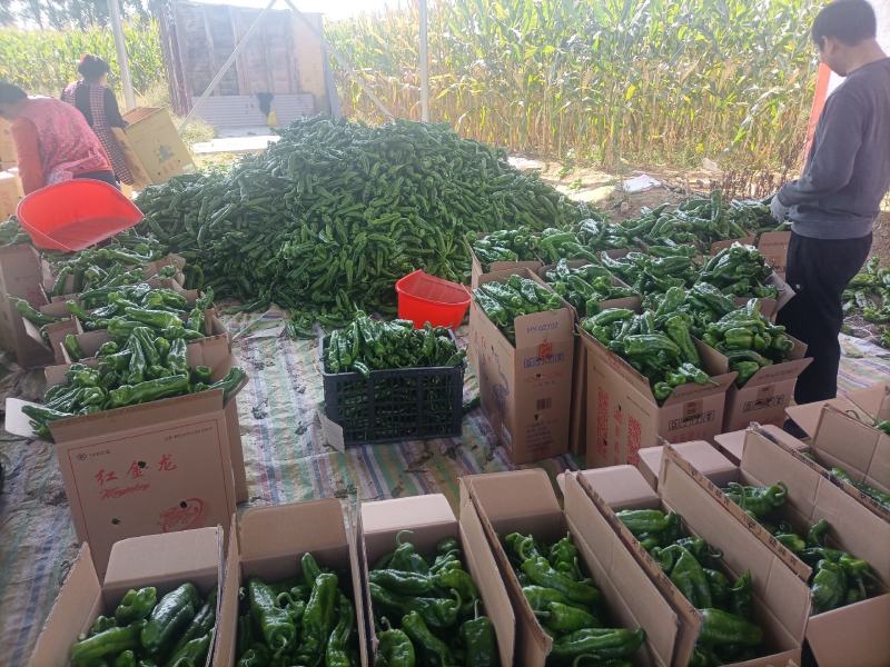 精品，310辣椒，青椒，大量供应，欢迎来电下单