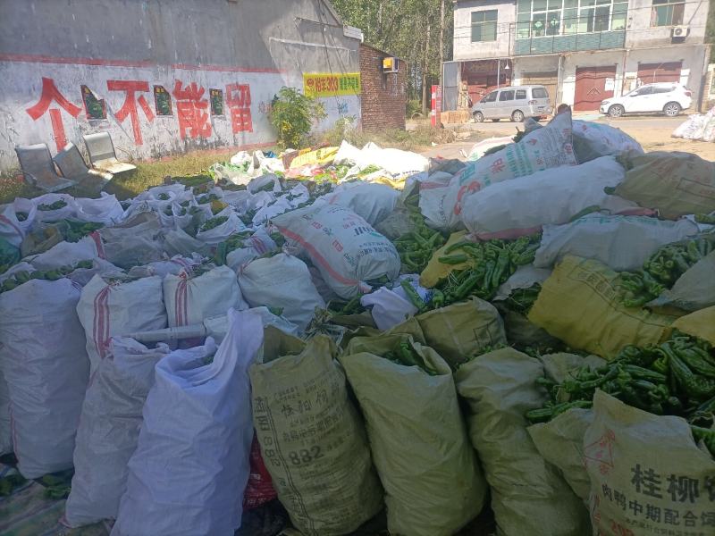 精品，310辣椒，青椒，大量供应，欢迎来电下单