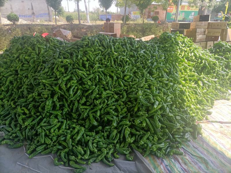 精品，310辣椒，青椒，大量供应，欢迎来电下单