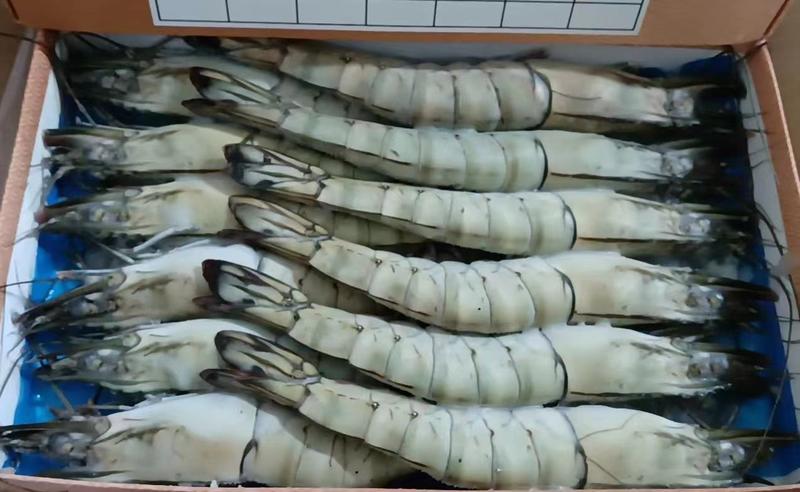 越南黑虎虾大虾斑节虾对虾草虾1箱10盒装