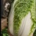 大白菜，黄心，个头均匀，无黑点，无虫眼，毛菜，净菜都有