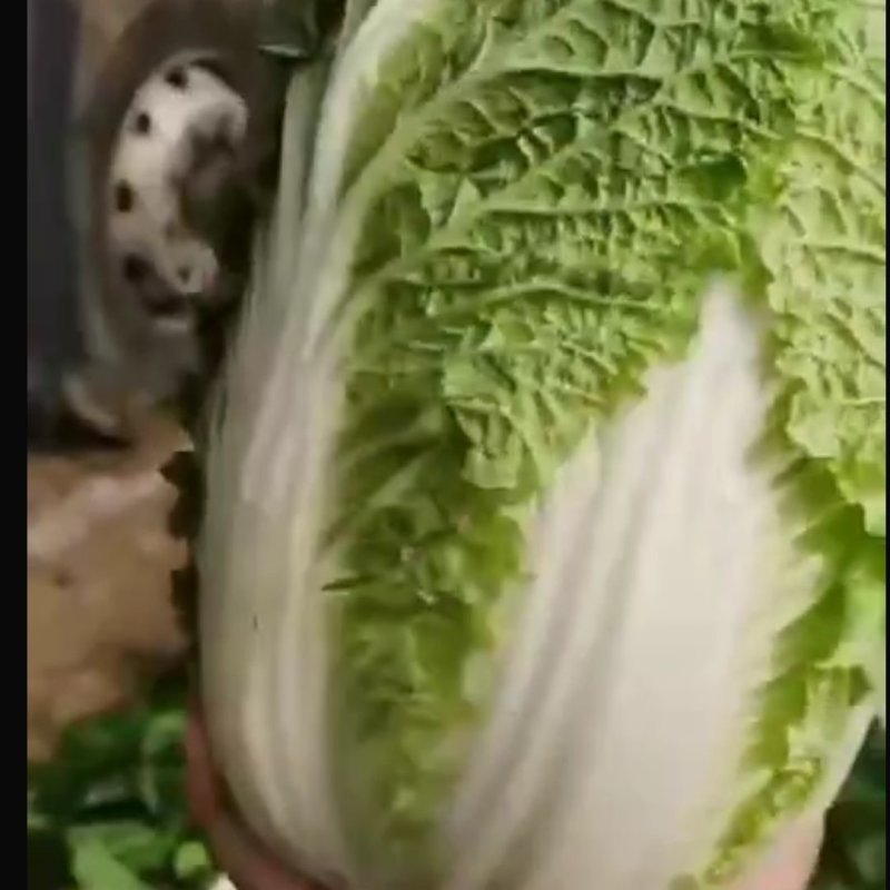 大白菜，黄心，个头均匀，无黑点，无虫眼，毛菜，净菜都有
