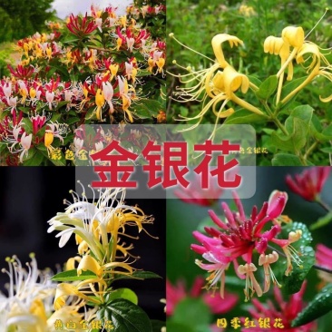 金银花苗金银花树苗多色金银花苗花王一号盆景地苗