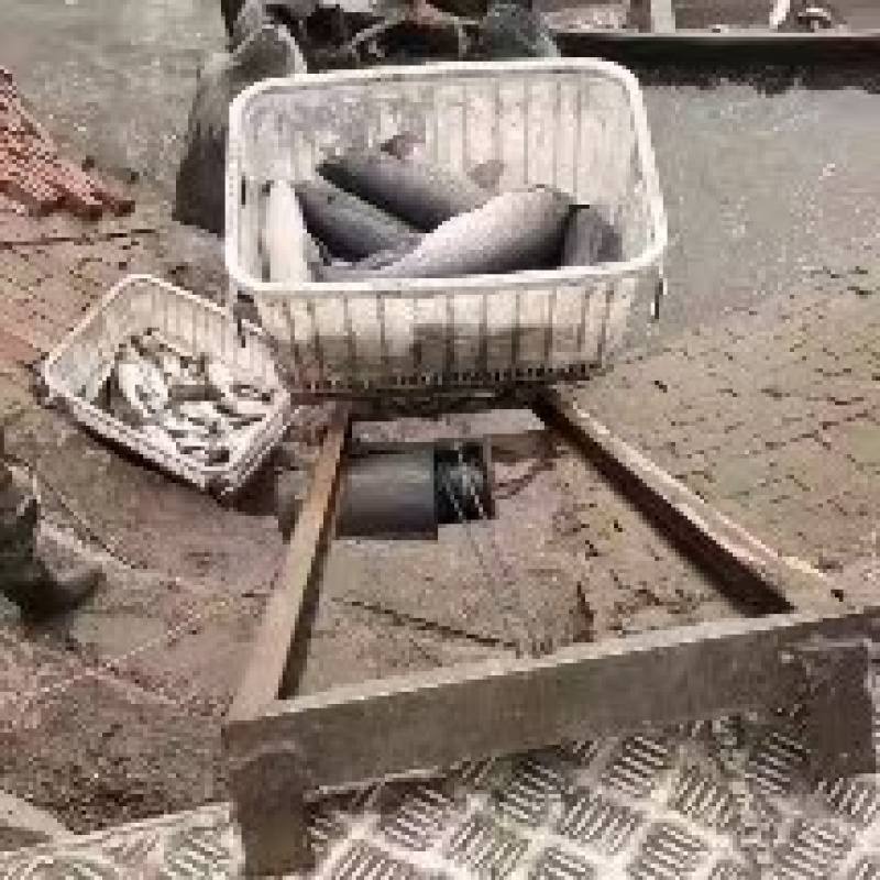精品青鱼钓场供应品质保证诚信经营大量有货欢迎采购
