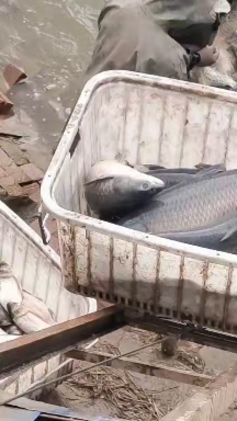 精品青鱼钓场供应品质保证诚信经营大量有货欢迎采购