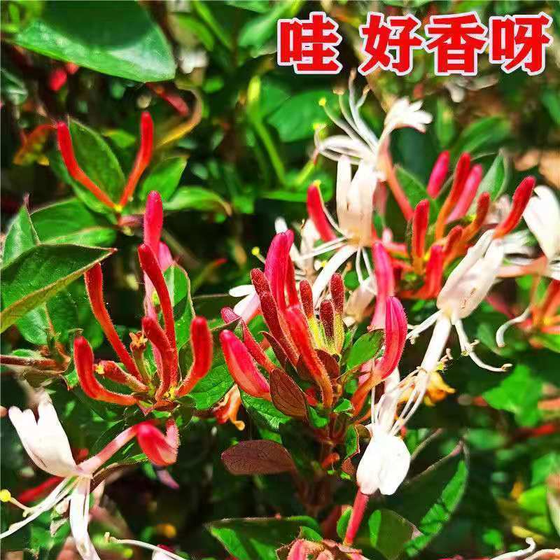 金银花苗金银花树苗多色金银花苗花王一号盆景地苗
