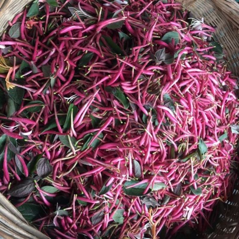 金银花苗金银花树苗多色金银花苗花王一号盆景地苗