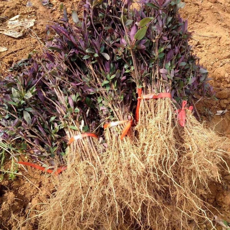 金银花苗金银花树苗多色金银花苗花王一号盆景地苗