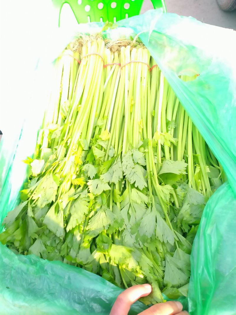 香芹，棵长60-70公分，叶绿，杆青，棵粗细均匀