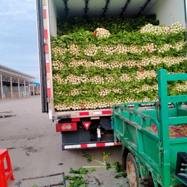 法国皇后芹菜50cm以上，棵子粗，细两种，叶大，甘有青