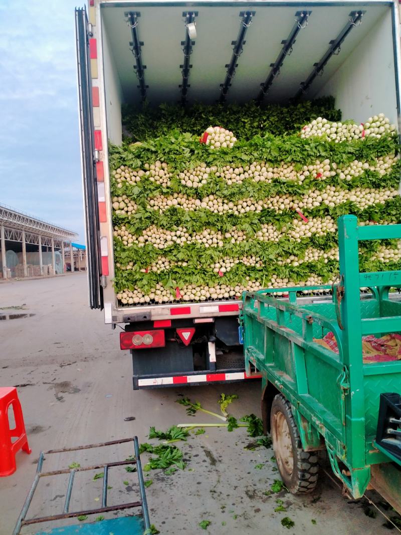 法国皇后芹菜50cm以上，棵子粗，细两种，叶大，甘有青