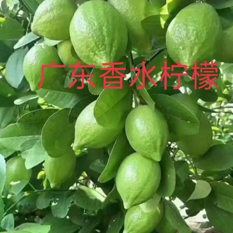 纯正无核广东香水柠檬嫁接中杯苗