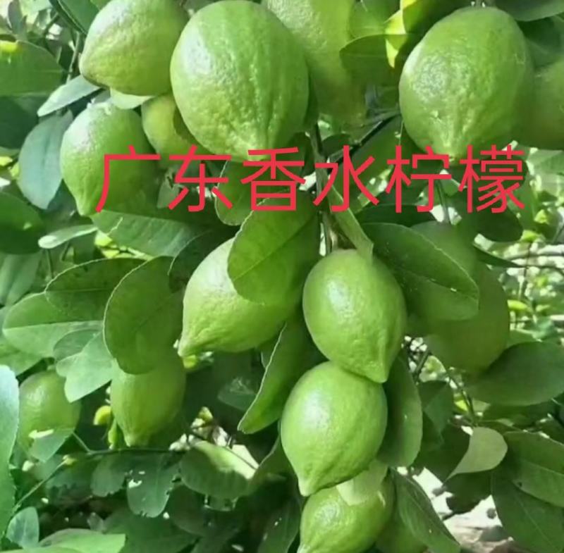 纯正无核广东香水柠檬嫁接中杯苗