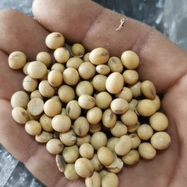 黄豆毛粮净粮