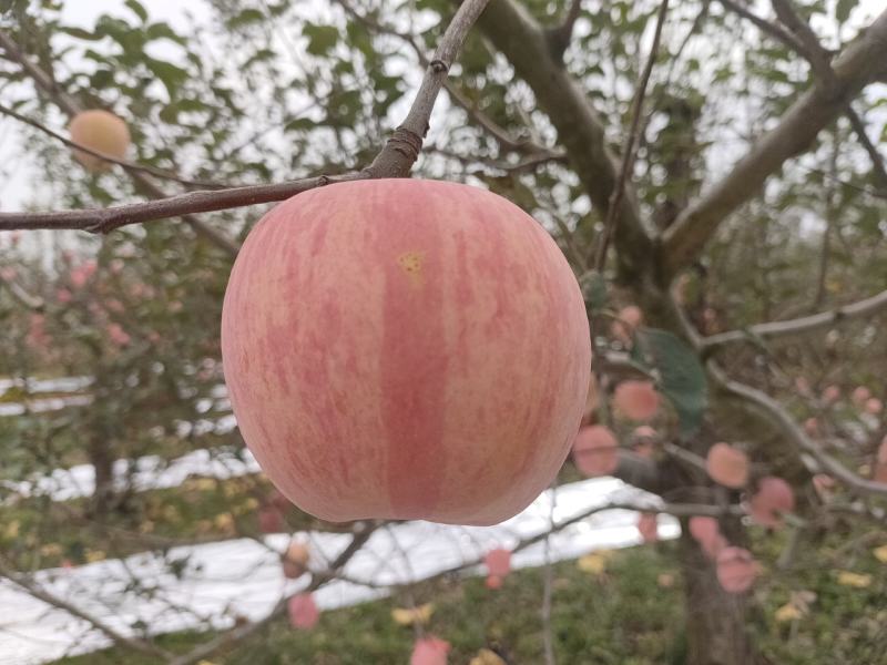 吉县红富士苹果量大质优货源充足全国发货，品质好
