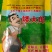 油菜籽种观赏油菜花榨油食用油菜籽油杂交高产油菜种子花海种