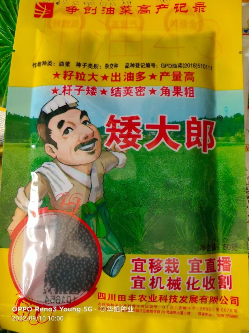 油菜籽种观赏油菜花榨油食用油菜籽油杂交高产油菜种子花海种