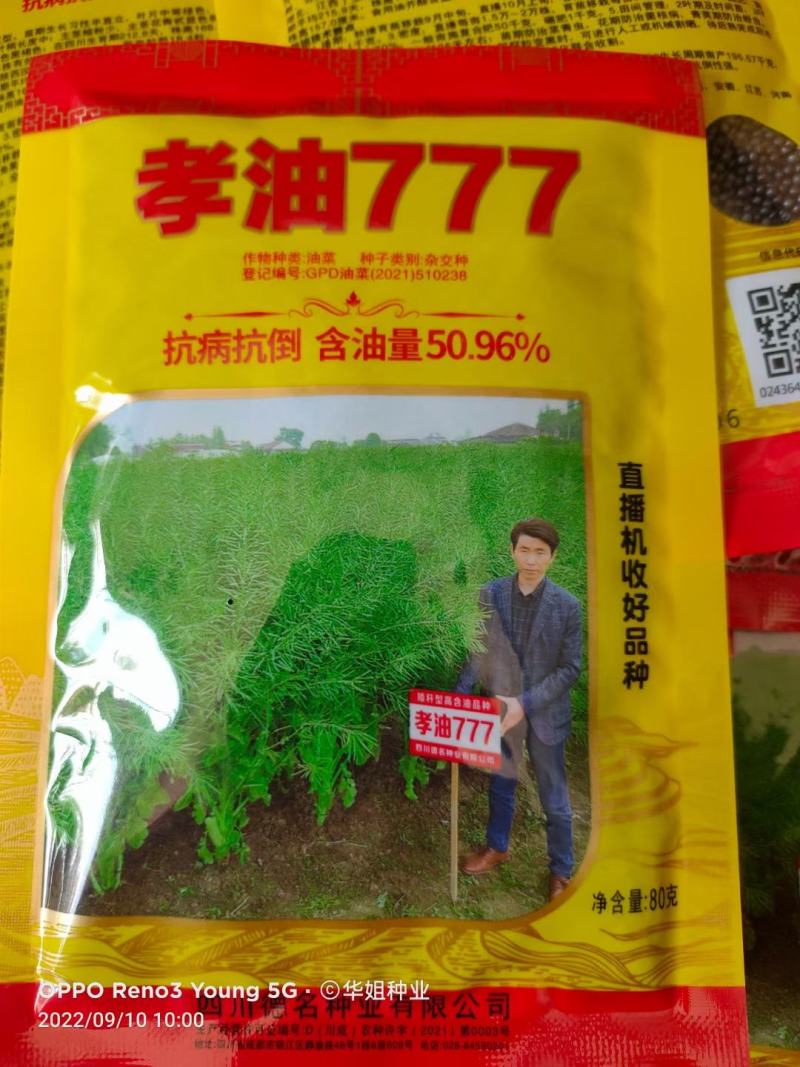 油菜籽种观赏油菜花榨油食用油菜籽油杂交高产油菜种子花海种