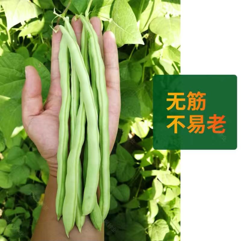 宁夏优选青佳22高产小金豆种子四季豆种子种植户大田种植